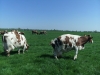 Bestandsnaam=APDC0823.jpg
Bestandsgrootte=2394KiB
Afmetingen = 2048x1536
Datum toegevoegd = 21 apr 2018 APDC0823.jpg