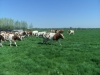 Bestandsnaam=APDC0839.jpg
Bestandsgrootte=2714KiB
Afmetingen = 2048x1536
Datum toegevoegd = 21 apr 2018 APDC0839.jpg