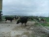 Bestandsnaam=APDC1757.jpg
Bestandsgrootte=2100KiB
Afmetingen = 2048x1536
Datum toegevoegd = 06 apr 2017 APDC1757.jpg