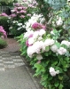 Tuin.jpg