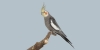 Vogels_28729.jpg