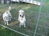 Bestandsnaam=hondje.jpg
Bestandsgrootte=2900KiB
Afmetingen = 2048x1536
Datum toegevoegd = 30 okt 2019 hondje.jpg