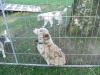 Bestandsnaam=hondje2.jpg
Bestandsgrootte=3060KiB
Afmetingen = 2048x1536
Datum toegevoegd = 30 okt 2019 hondje2.jpg
