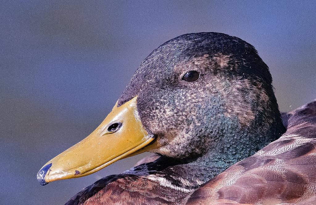 Cursus Vogels voor beginners